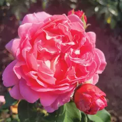 Rosier Pick'n Go ® Mattmag - Rosiers à massifs