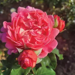 Rosier Pick'n Go ® Mattmag - Rosiers à massifs