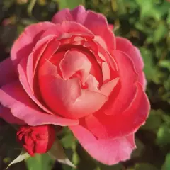 Rosier Pick'n Go ® Mattmag - Rosiers à massifs