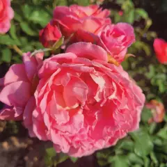 Rosier Pick'n Go ® Mattmag - Rosiers à massifs