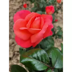 Rosier AGATHA® Lapgata - Rosiers à grandes fleurs