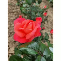 Rosier AGATHA® Lapgata - Rosiers à grandes fleurs