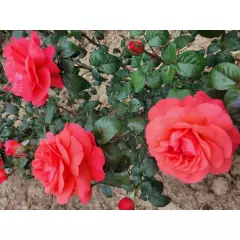 Rosier AGATHA® Lapgata - Rosiers à grandes fleurs