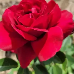 Rosier HAMEAU DUBOEUF® Oradassac - Rosiers à grandes fleurs