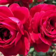 Rosier HAMEAU DUBOEUF® Oradassac - Rosiers à grandes fleurs