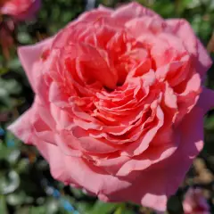 Rosier LONG ISLAND® Oralinco - Rosiers grimpants