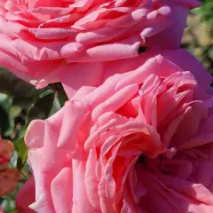 Rosier LONG ISLAND® Oralinco - Rosiers grimpants