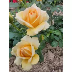 Rosier YELLOWSTONE® Oraleymy - Rosiers à massifs