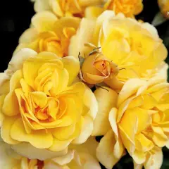 Rosier GOLDEN PAREO® Meipiyou - Rosiers grimpants