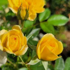 Rosier GOLDEN PAREO® Meipiyou - Rosiers grimpants