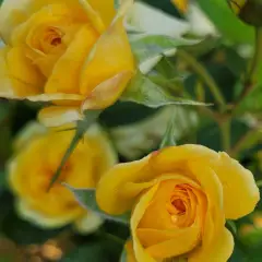 Rosier GOLDEN PAREO® Meipiyou - Rosiers grimpants
