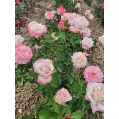 Rosier LYON LUMIERES® Meivanae - Rosiers à grandes fleurs