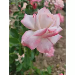 Rosier LYON LUMIERES® Meivanae - Rosiers à grandes fleurs