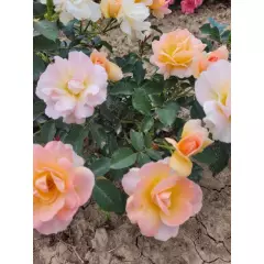 Rosier Flame ORIGAMI® Meitincel - Rosiers à massifs