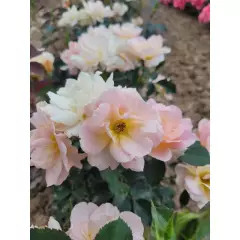 Rosier Flame ORIGAMI® Meitincel - Rosiers à massifs