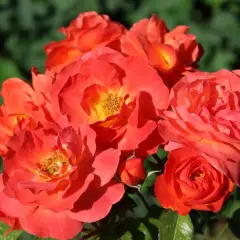 Rosier SALTO® Tan106008 - Rosiers à massifs
