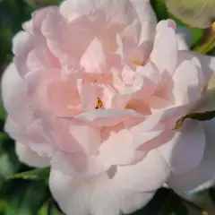 Rosier MME ALFRED CARRIERE - Rosiers lianes (grimpants)