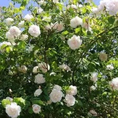 Rosier MME ALFRED CARRIERE - Rosiers lianes (grimpants)