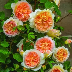Rosier BATHSHEBA® Auschimbley - Rosiers anglais