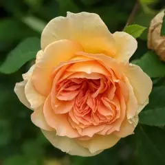 Rosier BATHSHEBA® Auschimbley - Rosiers anglais