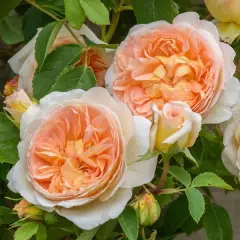 Rosier BATHSHEBA® Auschimbley - Rosiers anglais