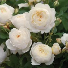 Rosier CLAIRE AUSTIN ® Ausprior - Rosiers anglais