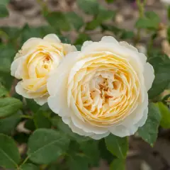 Rosier CLAIRE AUSTIN ® Ausprior - Rosiers anglais