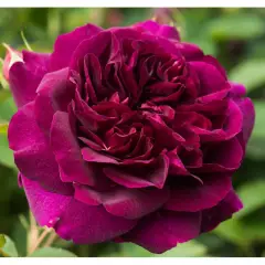 Rosier DARCEY BUSSEL ® Ausdecorum - Rosiers anglais