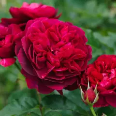Rosier DARCEY BUSSEL ® Ausdecorum - Rosiers anglais