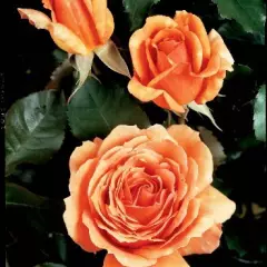 Rosier Bora Bora® Tanmarsa - Rosiers à grandes fleurs