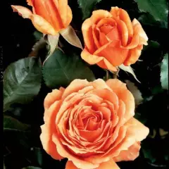 Rosier Bora Bora® Tanmarsa - Rosiers à grandes fleurs