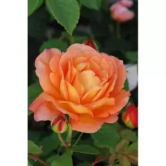 Rosier LADY OF SHALLOT ® Ausnyson - Rosiers anglais