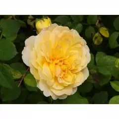 Rosier MOLINEUX ® Ausmol - Rosiers anglais