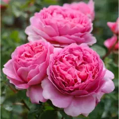 Rosier PRINCESS ALEXANDRA OF KENT® Ausmerchant - Rosiers anglais