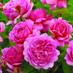 Rosier PRINCESS ALEXANDRA OF KENT® Ausmerchant - Rosiers anglais
