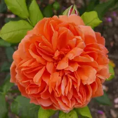 Rosier SUMMER SONG ® Austango - Rosiers anglais