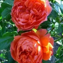 Rosier SUMMER SONG ® Austango - Rosiers anglais