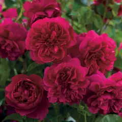 Rosier THOMAS A. BECKETT ® Auswinston - Rosiers anglais