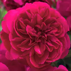 Rosier THOMAS A. BECKETT ® Auswinston - Rosiers anglais