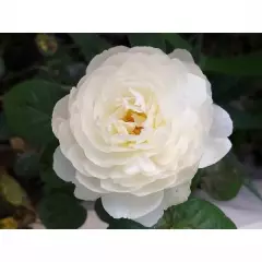 Rosier WILLIAM and CATHERINE ® Ausrapper - Rosiers anglais