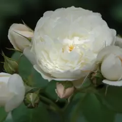 Rosier WILLIAM and CATHERINE ® Ausrapper - Rosiers anglais