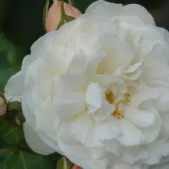 Rosier WILLIAM and CATHERINE ® Ausrapper - Rosiers anglais