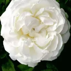 WINCHESTER CATHEDRAL ® Auscat - Rosiers anglais