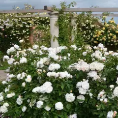 WINCHESTER CATHEDRAL ® Auscat - Rosiers anglais