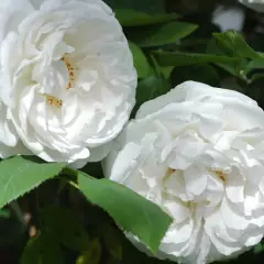 WINCHESTER CATHEDRAL ® Auscat - Rosiers anglais