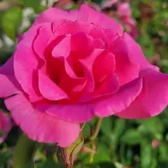 Rosier ZEPHIRINE DROUHIN - Rosiers grimpants