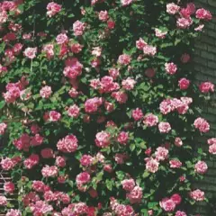Rosier ZEPHIRINE DROUHIN - Rosiers grimpants