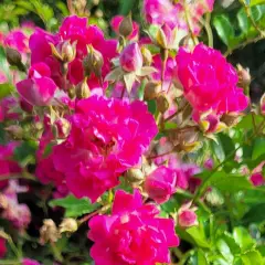 Rosier SUPER EXCELSA - Rosiers lianes (grimpants)