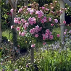 Rosier TIGE 100 cm BONICA ® Meidomonac - Rosiers tiges et pleureurs