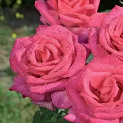 Rosier XXL® Korbilant - Rosiers à grandes fleurs